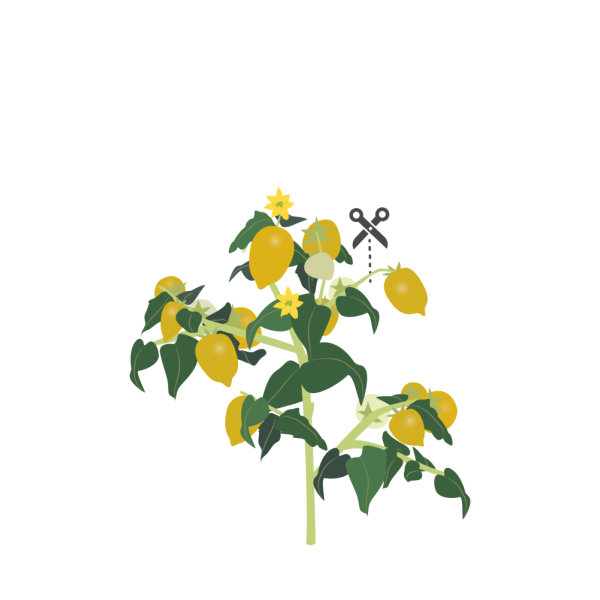VERITABLE Lingot® Yellow Mini-Tomato - Жълти Мини Домати