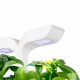 VERITABLE Домашна градина EXKY® CLASSIC GARDEN - цвят бял