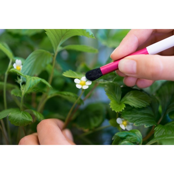 VERITABLE Четчица за опрашване POLLINATION BRUSH