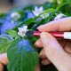 VERITABLE Четчица за опрашване POLLINATION BRUSH