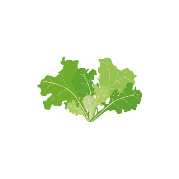 VERITABLE Lingot® Butterhead Lettuce Organic - Маруля