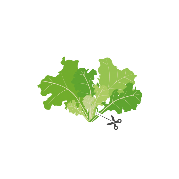 VERITABLE Lingot® Butterhead Lettuce Organic - Маруля