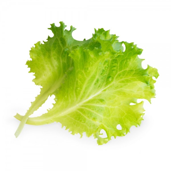 VERITABLE Lingot® Butterhead Lettuce Organic - Маруля