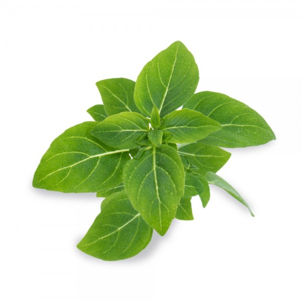 VERITABLE Lingot® Dwarf Basil Organic - Босилек Джудже
