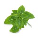 VERITABLE Lingot® Dwarf Basil Organic - Босилек Джудже