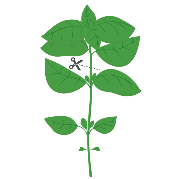 VERITABLE Lingot® Sweet Basil Organic - Сладък Босилек