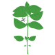 VERITABLE Lingot® Sweet Basil Organic - Сладък Босилек