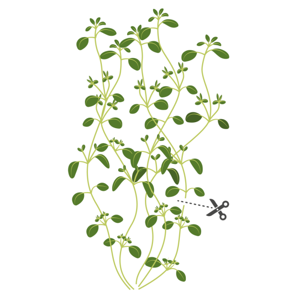 VERITABLE Lingot® Thyme Organic - Мащерка