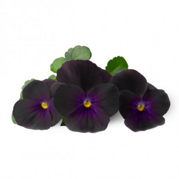 VERITABLE Lingot® Black Pansy - Черна Теменужка