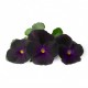 VERITABLE Lingot® Black Pansy - Черна Теменужка