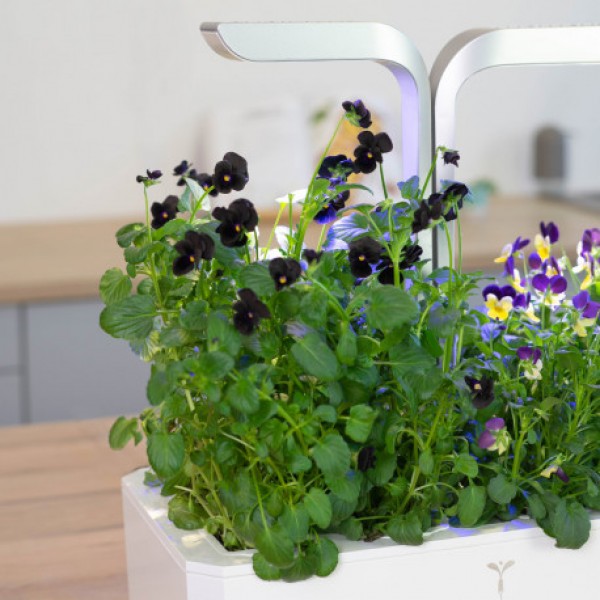 VERITABLE Lingot® Black Pansy - Черна Теменужка