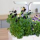 VERITABLE Lingot® Black Pansy - Черна Теменужка