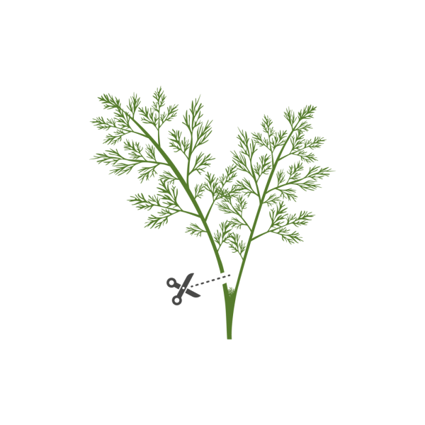 VERITABLE Lingot® Dill Organic - Копър