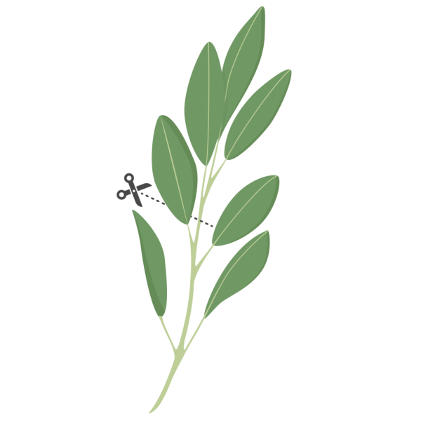 VERITABLE Lingot® Sage Organic - Градински Чай листа