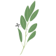 VERITABLE Lingot® Sage Organic - Градински Чай листа