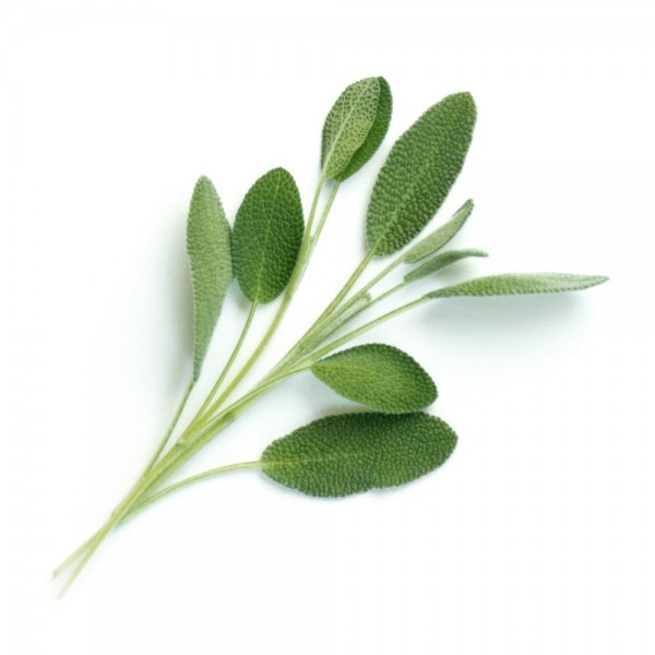 VERITABLE Lingot® Sage Organic - Градински Чай листа