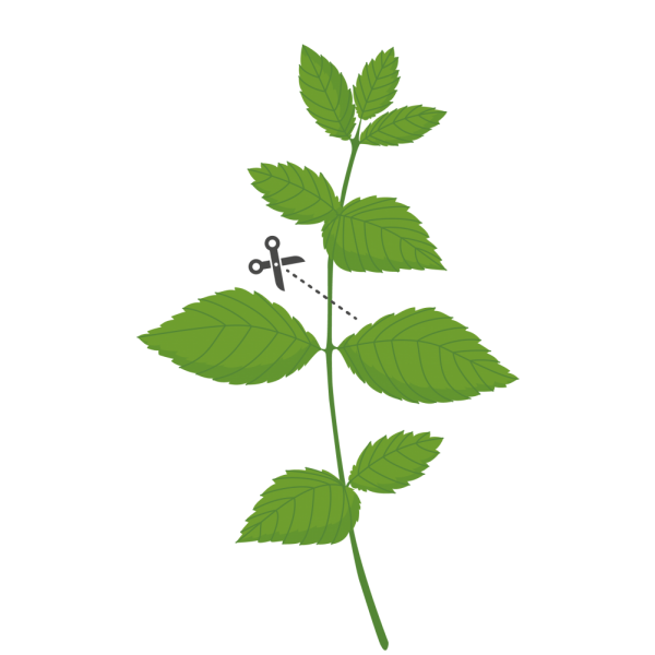 VERITABLE Lingot® Lemon Balm Organic - Маточина