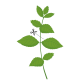 VERITABLE Lingot® Lemon Balm Organic - Маточина