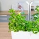 VERITABLE Lingot® Maroccan Mint - Мароканска Мента