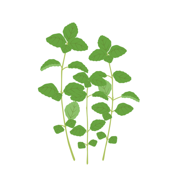 VERITABLE Lingot® Pennyroyal Mint - Кралска Мента