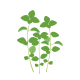 VERITABLE Lingot® Pennyroyal Mint - Кралска Мента
