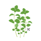 VERITABLE Lingot® Pennyroyal Mint - Кралска Мента