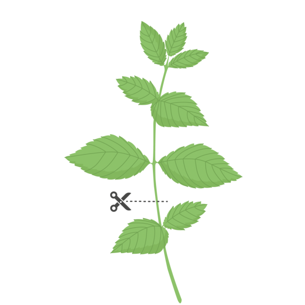 VERITABLE Lingot® Spearmint - Сладка Мента